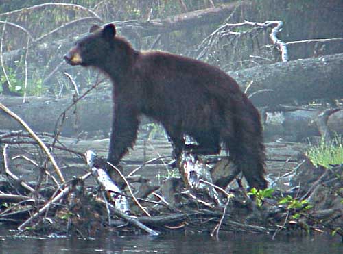 Black bear in Misty Fiords